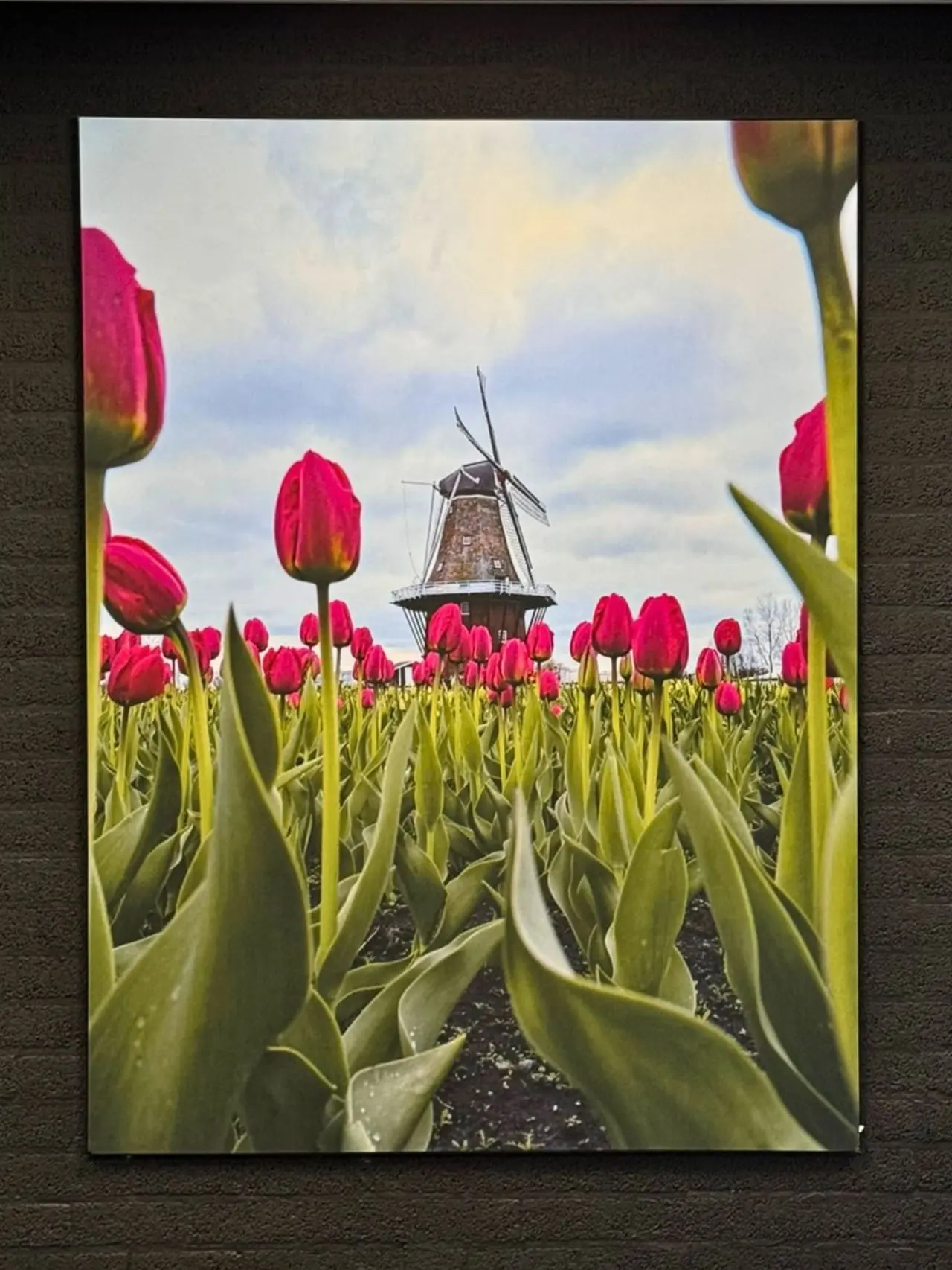 Presentatiewand tulp